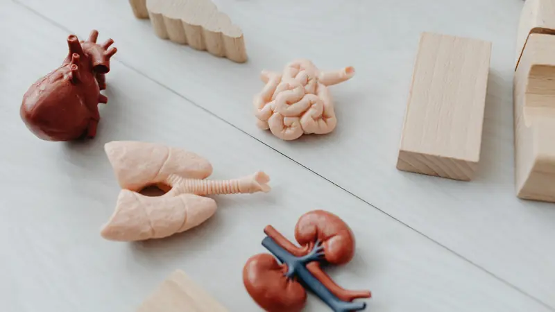 Petits modèles anatomiques d'un cœur, de poumons, d'intestins et de reins posés sur une table blanche à côté de blocs de bois